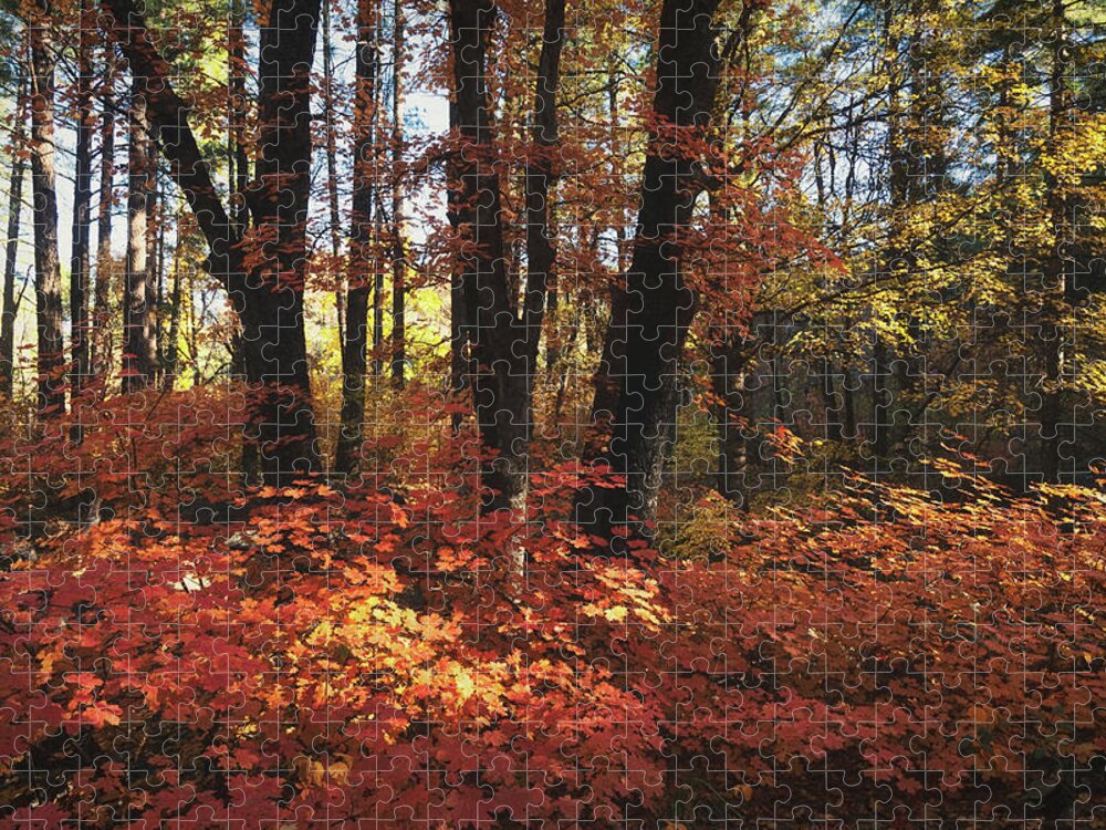 Autumn Jigsaw Puzzle featuring the photograph An Autumn Maple Forest by Saija Lehtonen