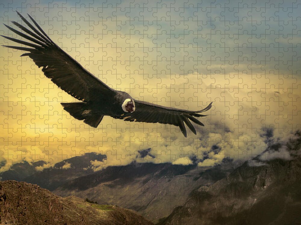 Animal Themes Jigsaw Puzzle featuring the photograph Andean Condor by Istvan Kadar Photography