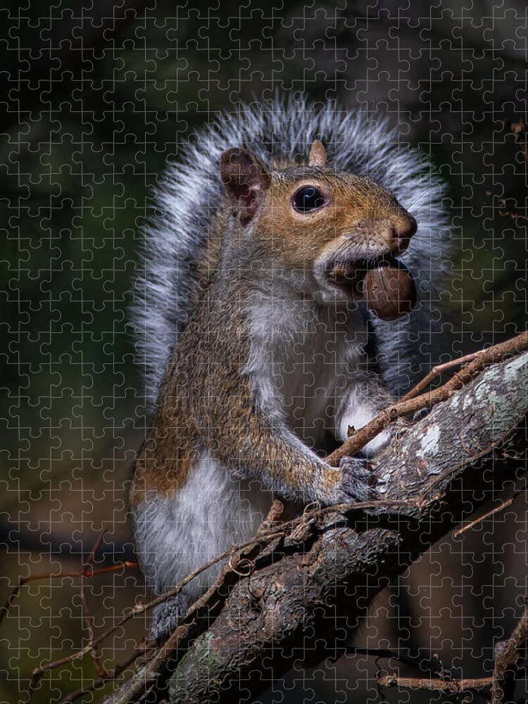 Squirrel Jigsaw Puzzle featuring the photograph Angel Squirrel by Linda Bonaccorsi