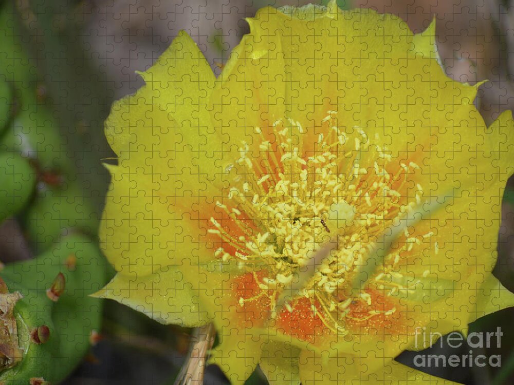 Cactus Jigsaw Puzzle featuring the photograph Ant on Cactus Flower II by Aicy Karbstein