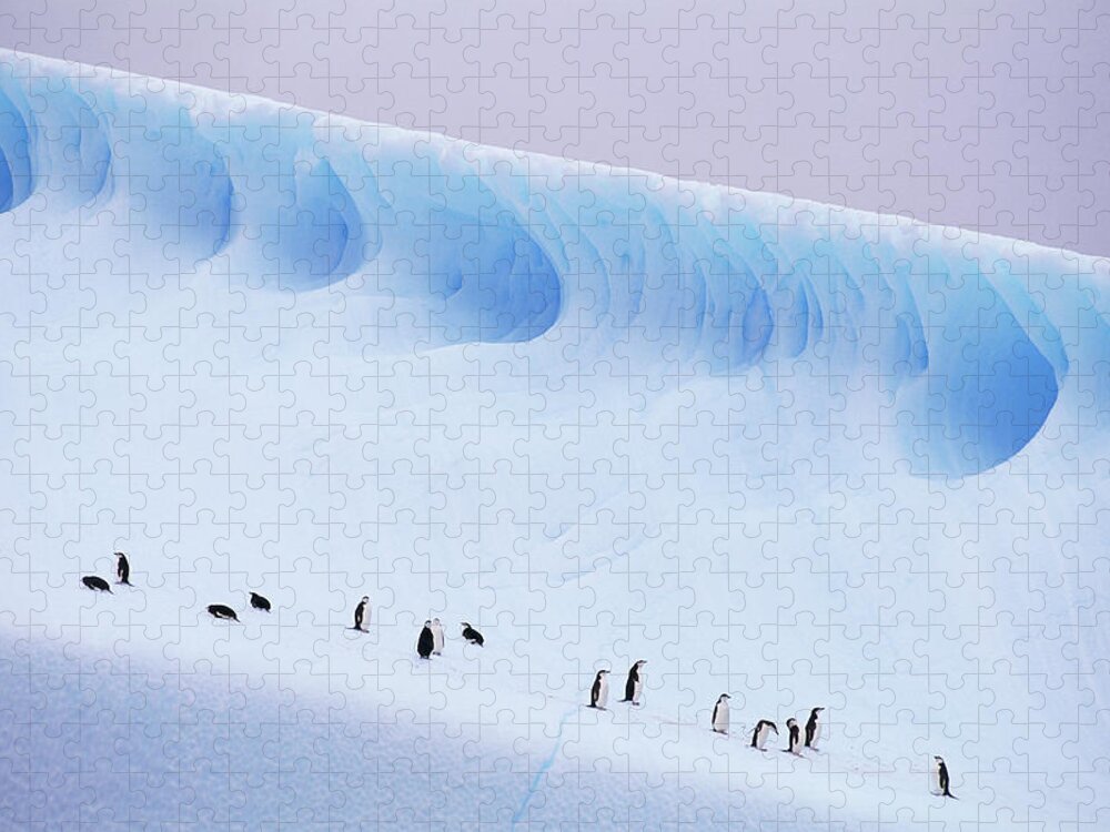 Snow Jigsaw Puzzle featuring the photograph Antarctica, South Orkney Islands by Kevin Schafer