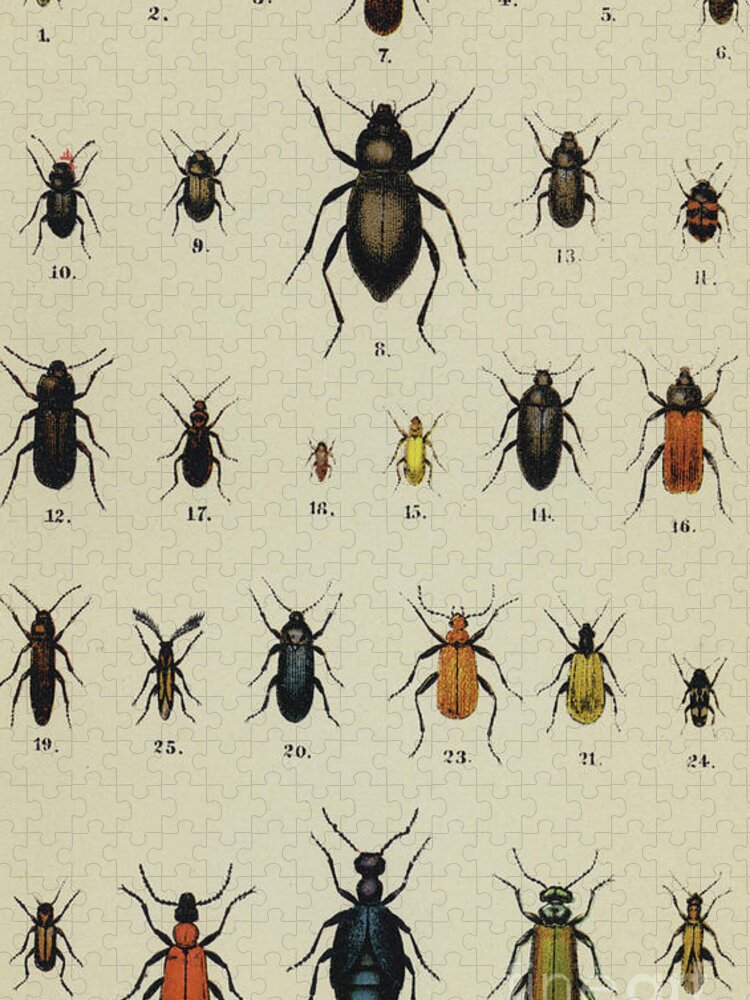 Insect Art Jigsaw Puzzle featuring the drawing Antique Print of Various Types of Beetle by German School
