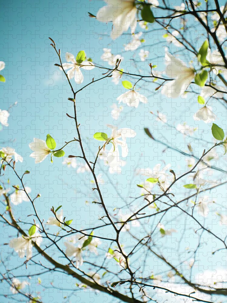 Season Jigsaw Puzzle featuring the photograph Apple Blossoms In Hordaland County by Izusek
