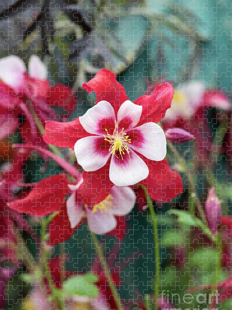 Aquilegia Swan Red And White Jigsaw Puzzle featuring the photograph Aquilegia Swan Red and White Flower by Tim Gainey