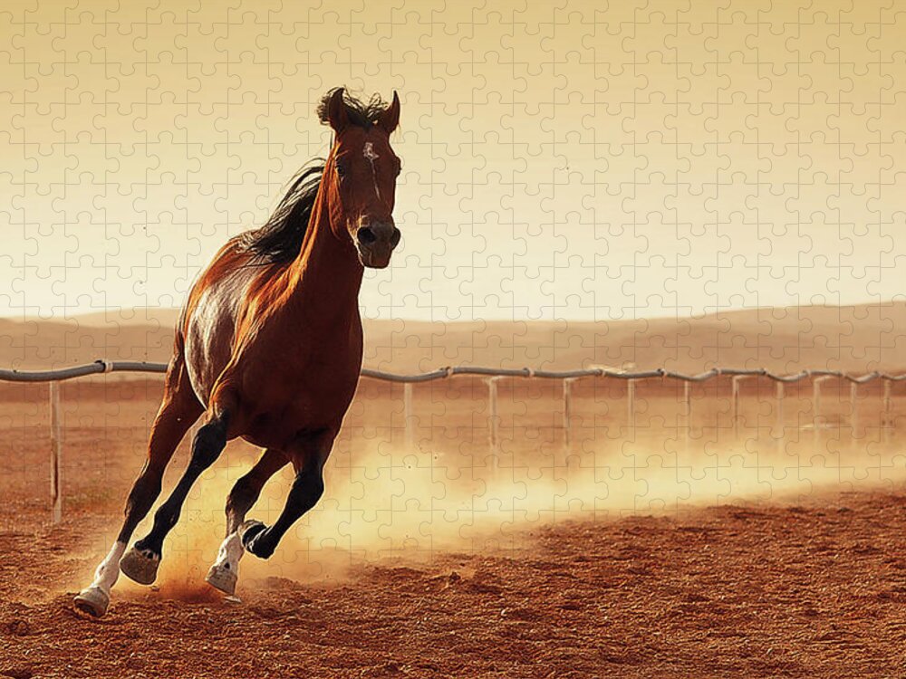 Horse Jigsaw Puzzle featuring the photograph Arabian Horse by Rashed Alsikhan