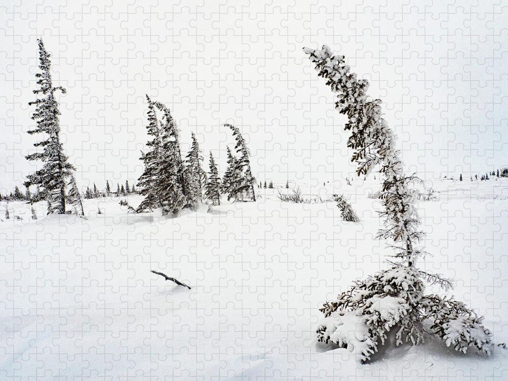 Churchill Jigsaw Puzzle featuring the photograph Arctic Scene by Minnie Gallman