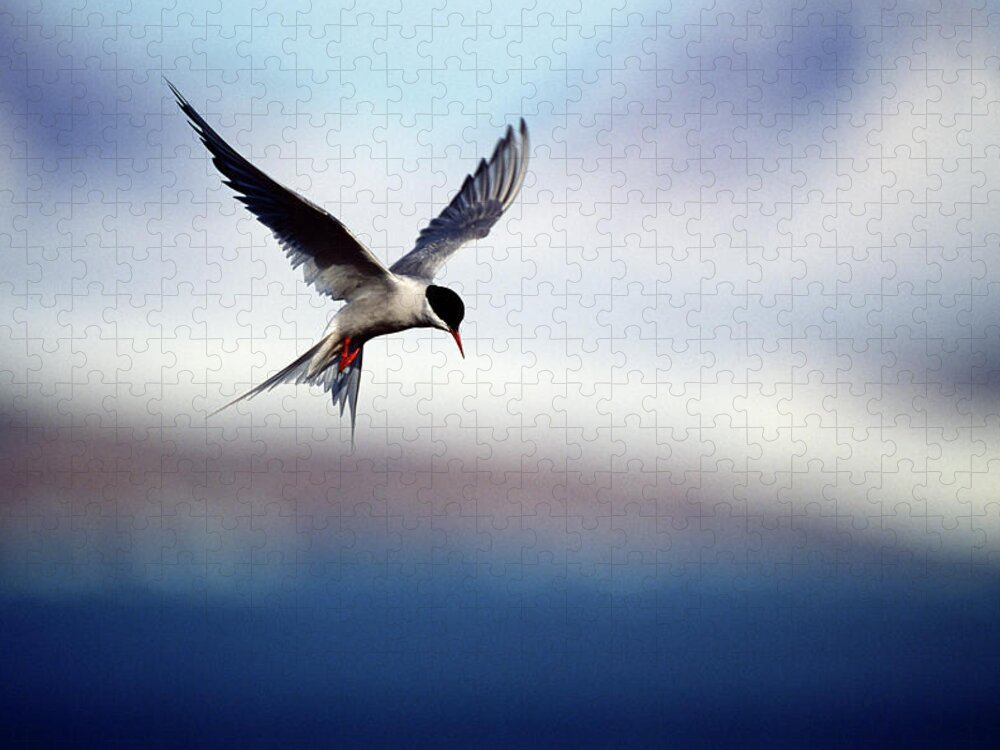 Svalbard Islands Puzzle featuring the photograph Arctic Tern Hovering by Mike Hill