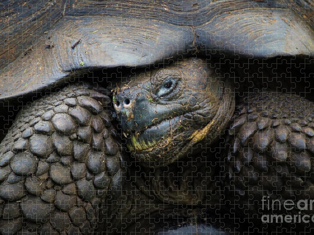 Tortoise Jigsaw Puzzle featuring the photograph Armored by Becqi Sherman