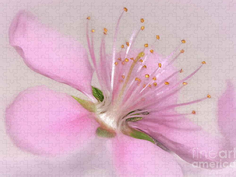 Art Of A Pink Blossom Jigsaw Puzzle featuring the photograph Art of a Pink Blossom by Kaye Menner by Kaye Menner
