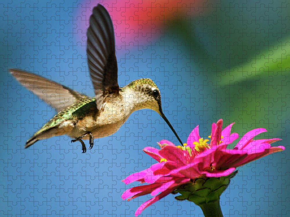 Hummingbirds Jigsaw Puzzle featuring the photograph Art of Hummingbird Flight Square by Christina Rollo