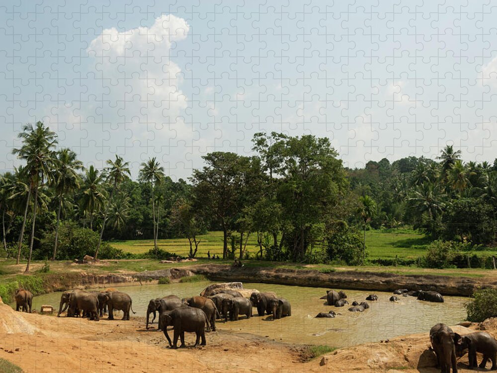 Scenics Jigsaw Puzzle featuring the photograph Asian Elephants Bathing by John Elk Iii