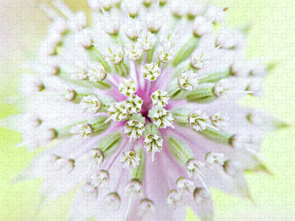 Apiaceae Jigsaw Puzzle featuring the photograph Astrantia Flower by Jacky Parker Photography