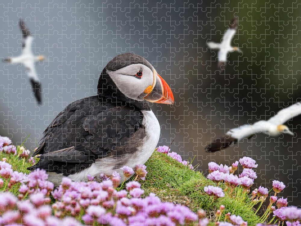 Atlantic Puffin Jigsaw Puzzle featuring the photograph Atlantic Puffin and Soaring Gannets by Arterra Picture Library