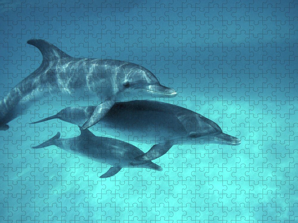 Animal Themes Jigsaw Puzzle featuring the photograph Atlantic Spotted Dolphins Stenella by Georgette Douwma