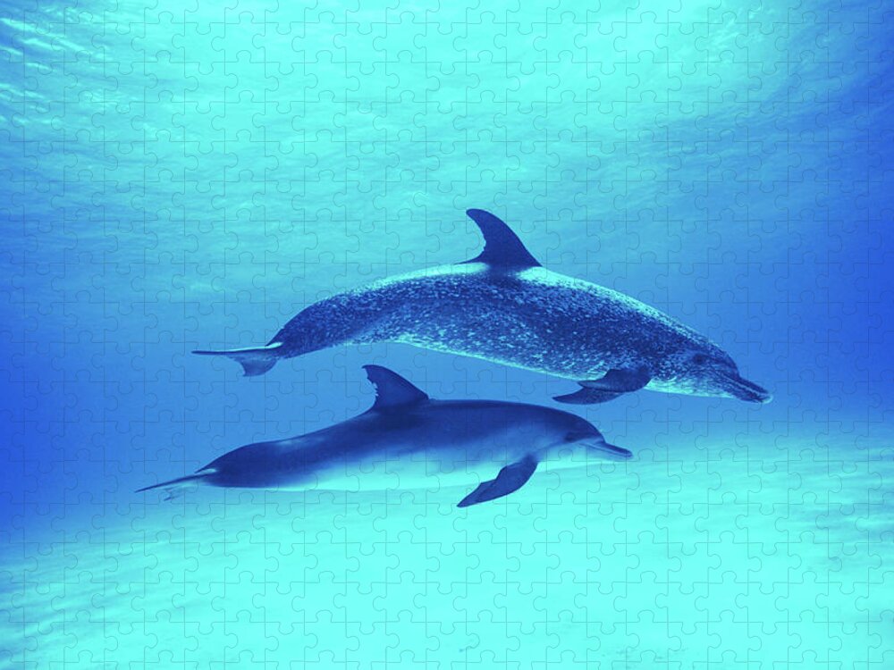 Underwater Puzzle featuring the photograph Atlantic Spotted Dolphins Stenella by Rene Frederick