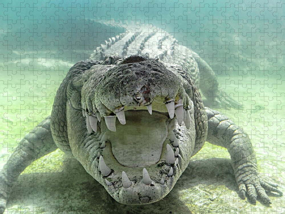 Underwater Jigsaw Puzzle featuring the photograph Austrailian Sea Crocodile by Hali Sowle Images