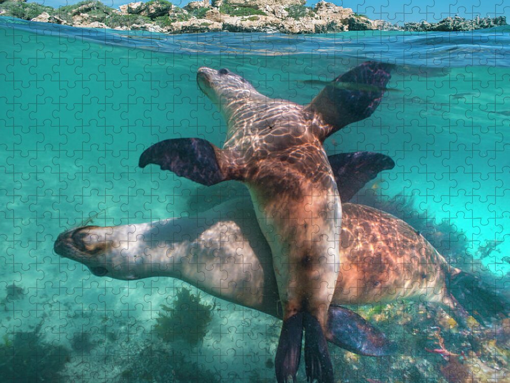 00586401 Jigsaw Puzzle featuring the photograph Australian Sea Lion Pair, Coral Coast, Australia by Tim Fitzharris