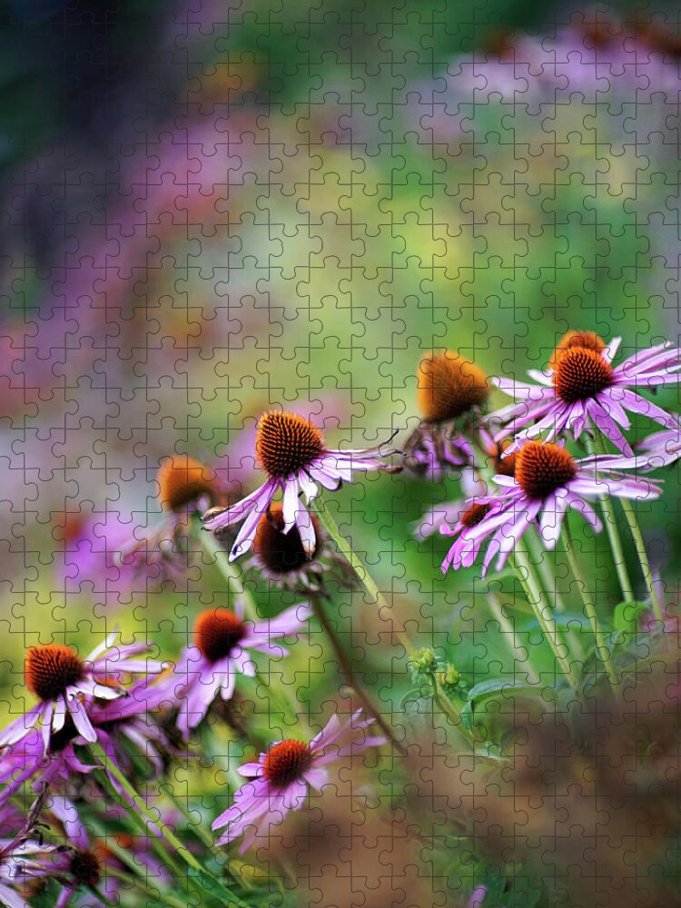 Outdoors Jigsaw Puzzle featuring the photograph Autumn Echinacea by By Kelly Sereda © 2011