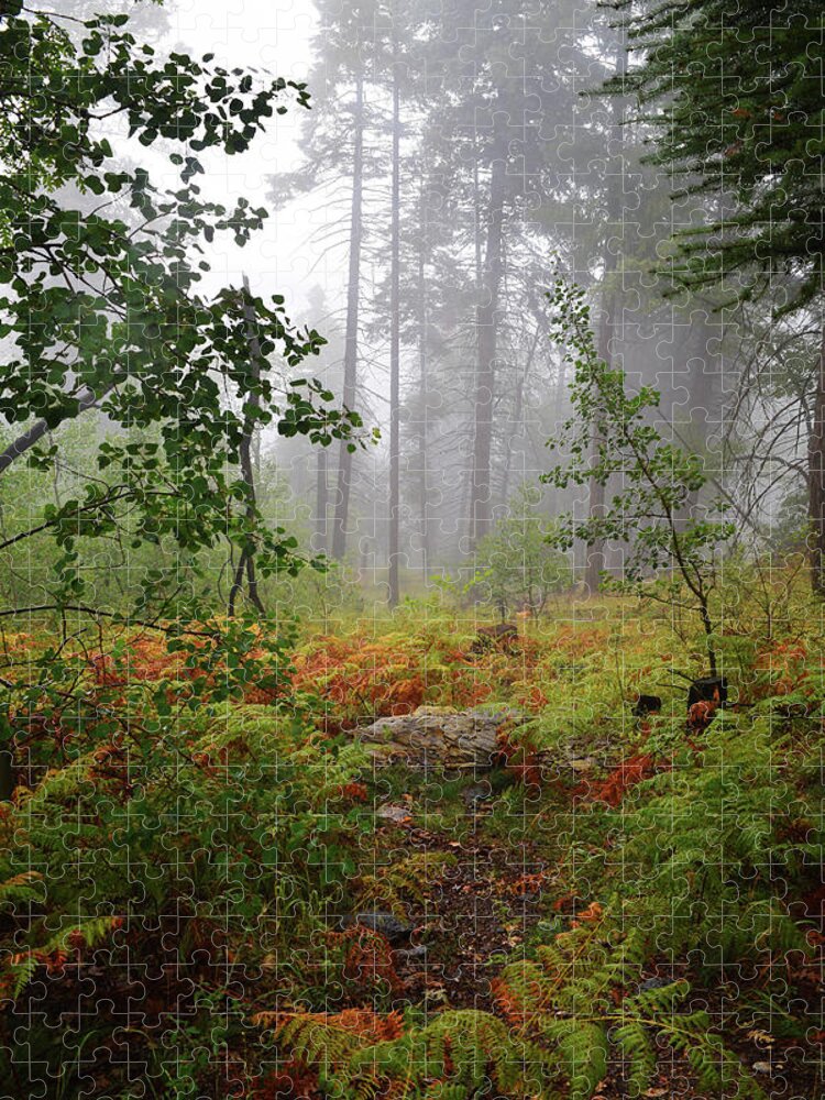 Autumn Jigsaw Puzzle featuring the photograph Autumn fog by Chance Kafka
