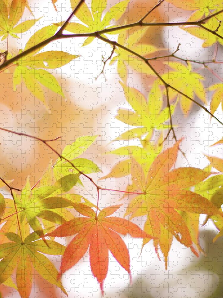 Hanging Jigsaw Puzzle featuring the photograph Autumn Leaves by Cocoaloco