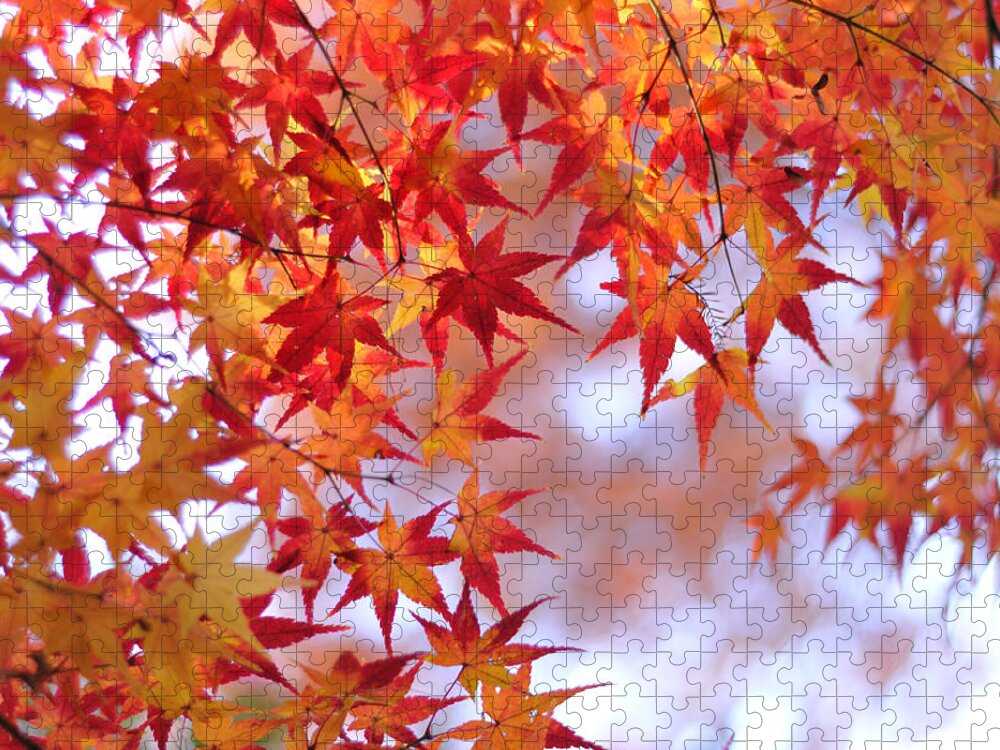 Outdoors Puzzle featuring the photograph Autumn Leaves by Myu-myu