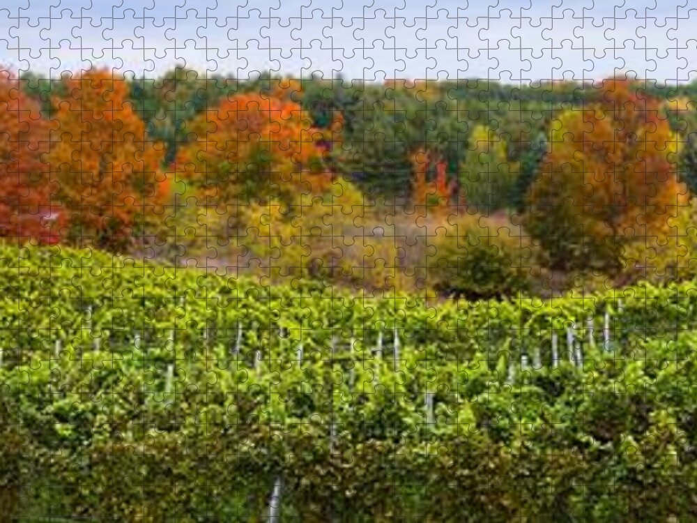 Autumn Jigsaw Puzzle featuring the photograph Autumn Vineyard by Owen Weber