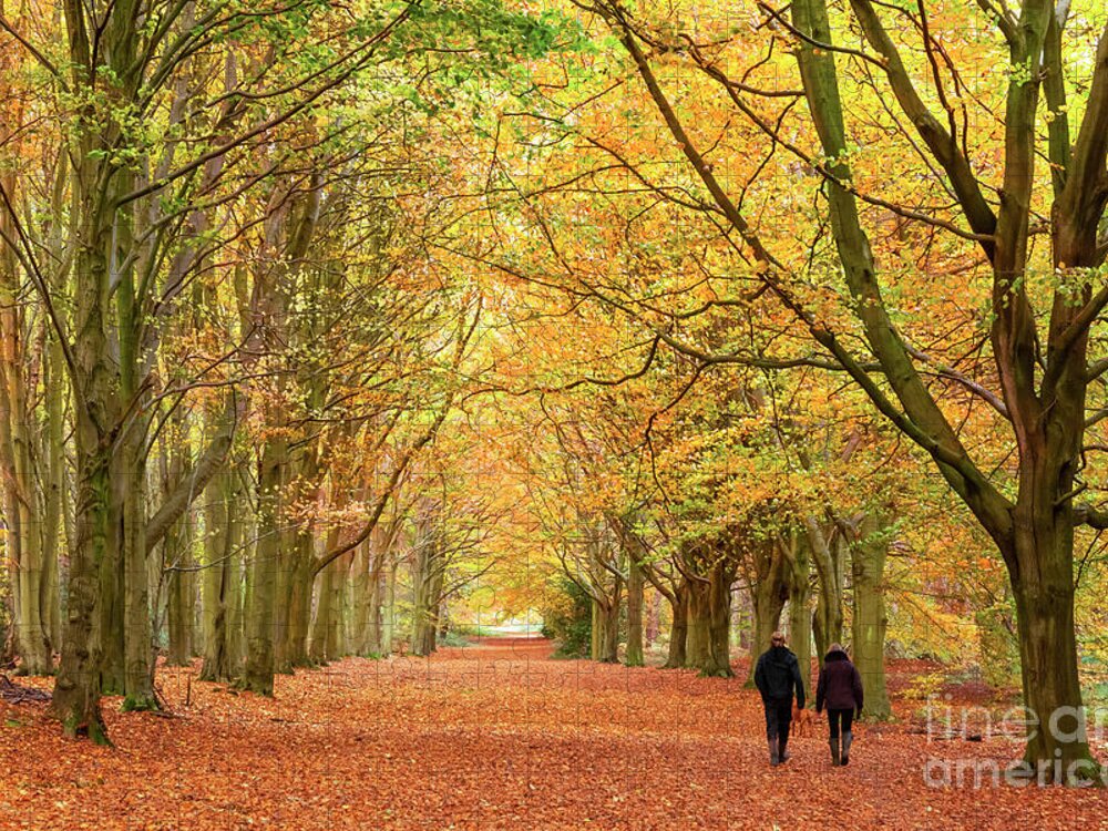 Norfolk Jigsaw Puzzle featuring the photograph Norfolk autumn walk in the woodland by Simon Bratt