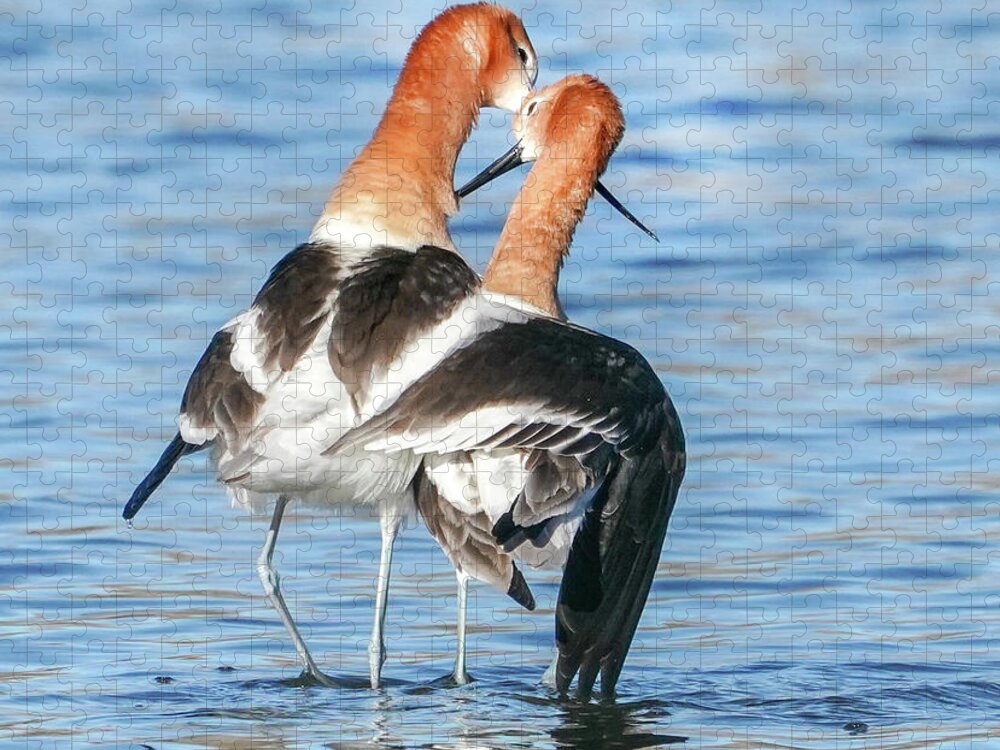 Avocets Jigsaw Puzzle featuring the photograph Avocet love by Judi Dressler