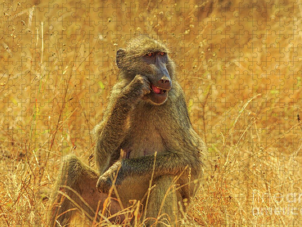 Baboon Jigsaw Puzzle featuring the photograph Baboon eating Africa by Benny Marty