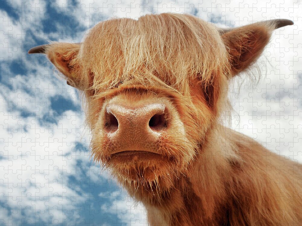 Animal Themes Jigsaw Puzzle featuring the photograph Baby Coo Highland Cattle by All Images Copyright And Created By Maxblack