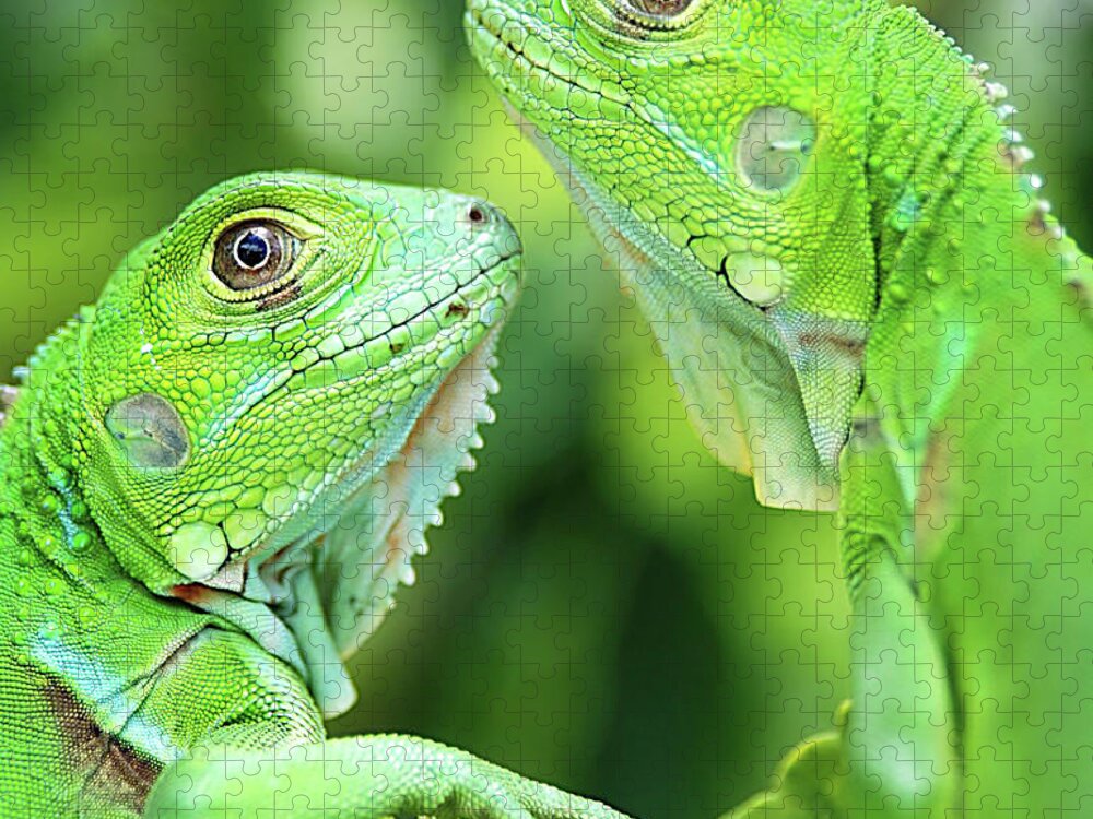 Animal Themes Jigsaw Puzzle featuring the photograph Baby Iguanas by Patti Sullivan Schmidt