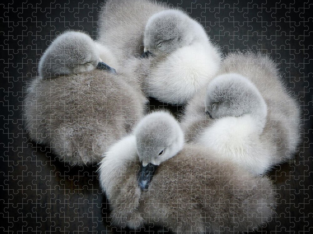 Animal Themes Jigsaw Puzzle featuring the photograph Baby Swans by Roverguybm