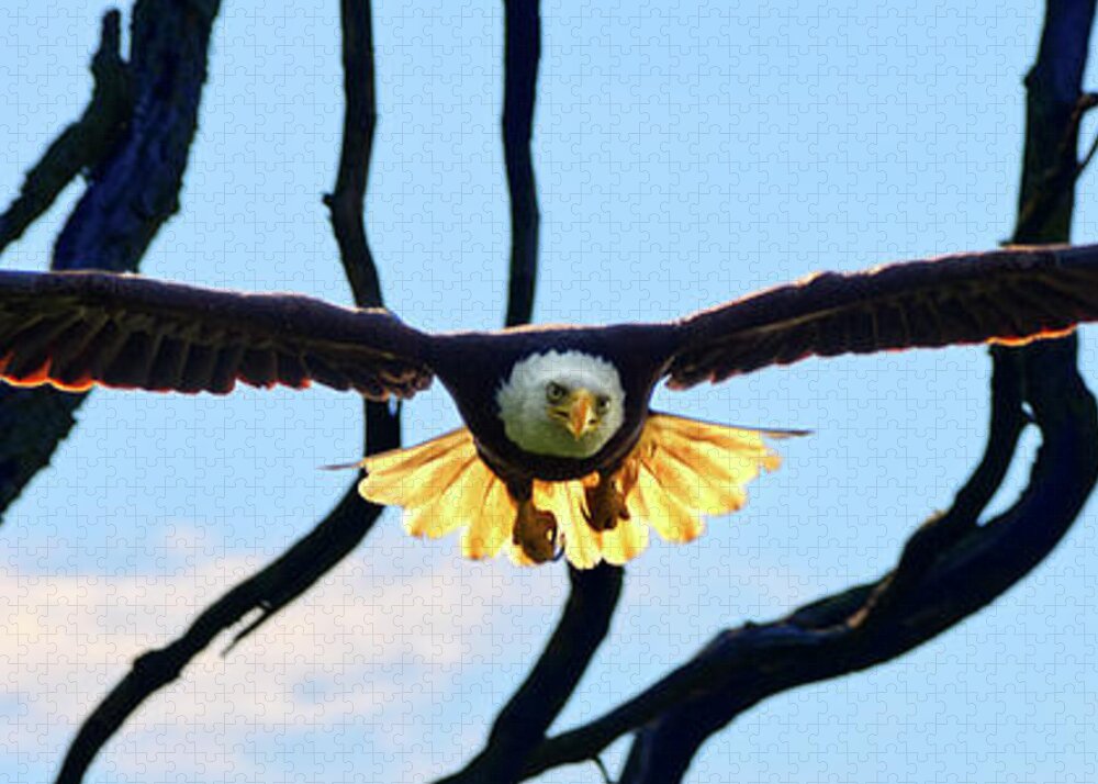 Bald Eagle Flight Flying Stoughton American Attack Blue Sky Raptor Claws Backlit Backlighting Freedom America Flight Launch Stare Jigsaw Puzzle featuring the photograph Backlit Bald Eagle - flying straight toward viewer - Stoughton WI by Peter Herman