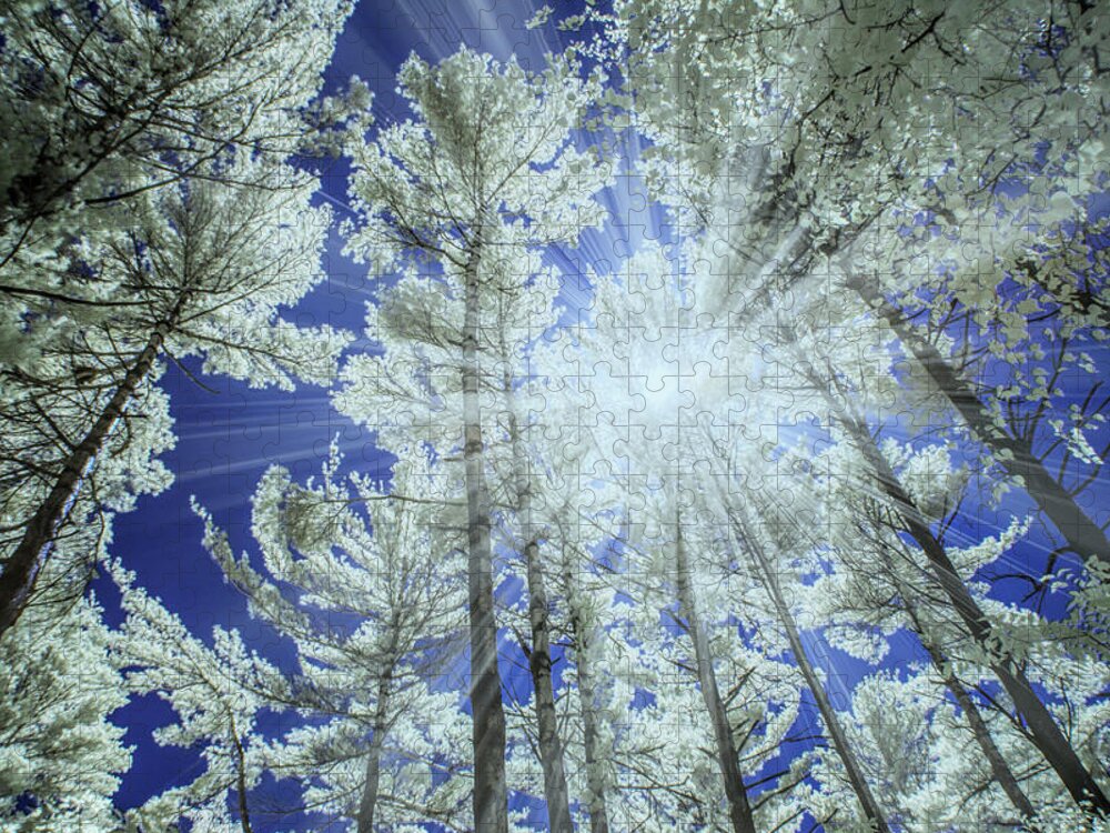 Nature Jigsaw Puzzle featuring the photograph Backlit Pine Trees in Infrared by Randall Nyhof