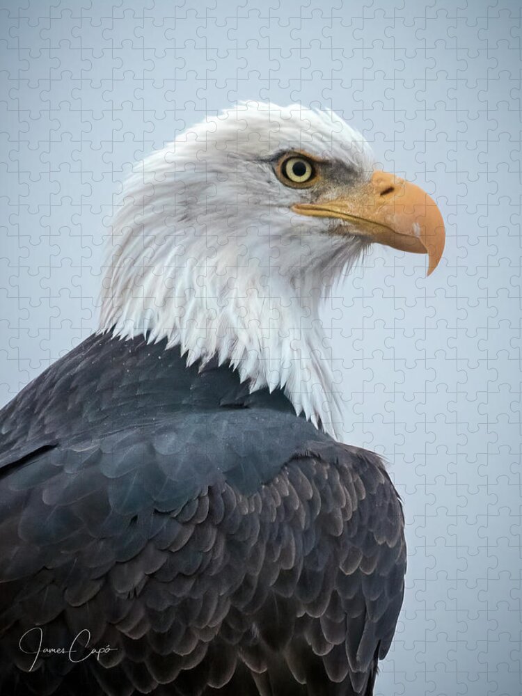 Alaska Jigsaw Puzzle featuring the photograph Bald Eagle Profile by James Capo