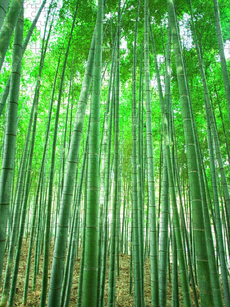 Scenics Jigsaw Puzzle featuring the photograph Bamboo Grove by Akira Kaede