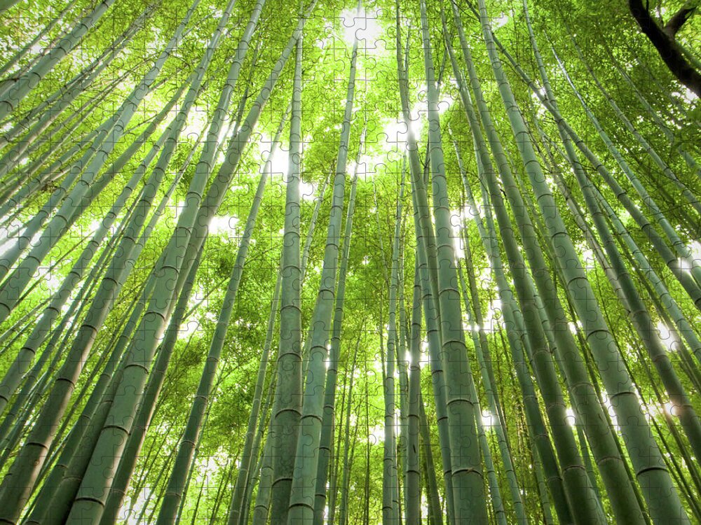 Bamboo Jigsaw Puzzle featuring the photograph Bamboo Grove by Marser