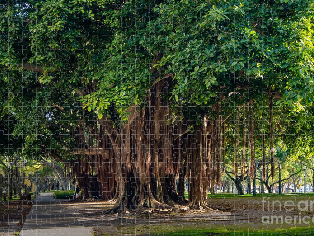 Banyan Jigsaw Puzzle featuring the photograph Banyan Trees in St. Petersburg, Florida by L Bosco