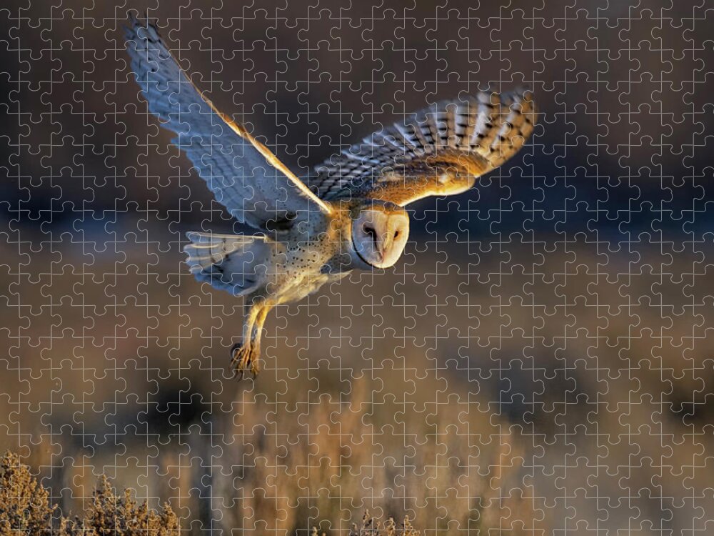 Barn Owl Jigsaw Puzzle featuring the photograph Barn Owl Take Off by Rick Mosher