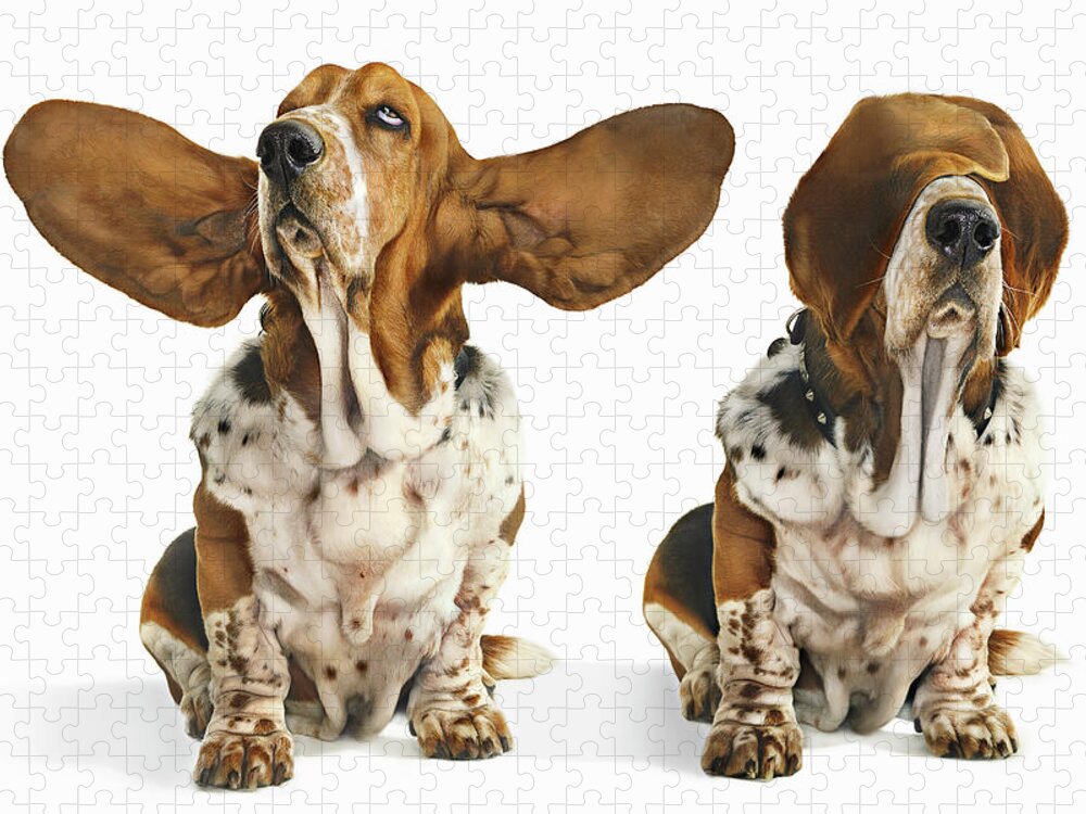 https://render.fineartamerica.com/images/rendered/default/flat/puzzle/images/artworkimages/medium/2/basset-hound-with-ears-open-and-ears-gandee-vasan.jpg?&targetx=-62&targety=0&imagewidth=1125&imageheight=750&modelwidth=1000&modelheight=750&backgroundcolor=FCFCFC&orientation=0&producttype=puzzle-18-24&brightness=756&v=6