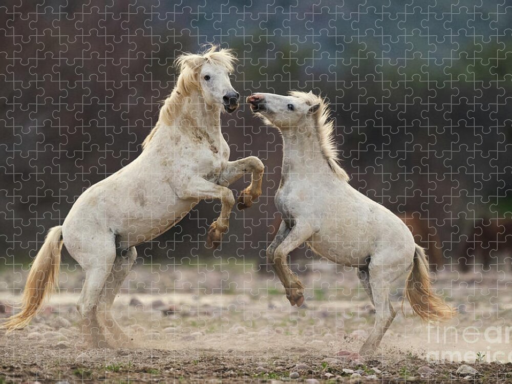 Battle Jigsaw Puzzle featuring the photograph Battling Stallions by Shannon Hastings
