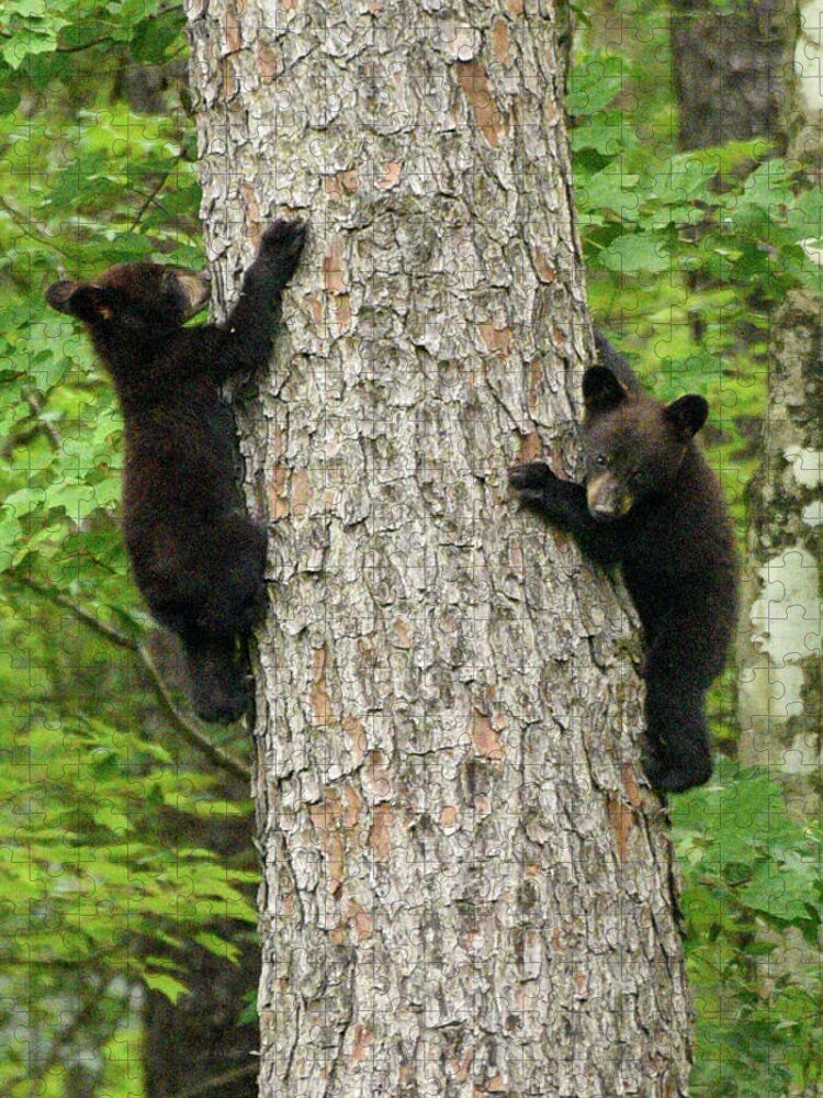 Alligator River Wildlife Refuge Jigsaw Puzzle featuring the photograph Bear cubs climbing by Minnie Gallman