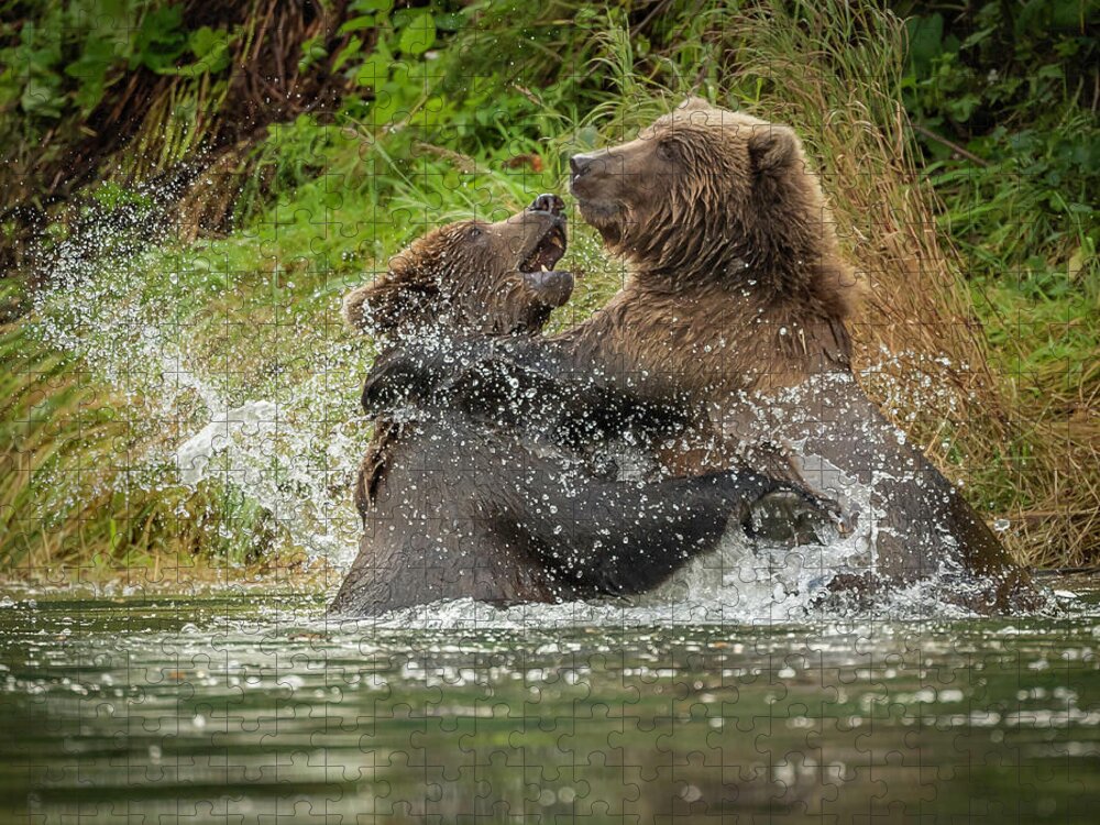 Bears Jigsaw Puzzle featuring the photograph Bear Wrestling by Laura Hedien
