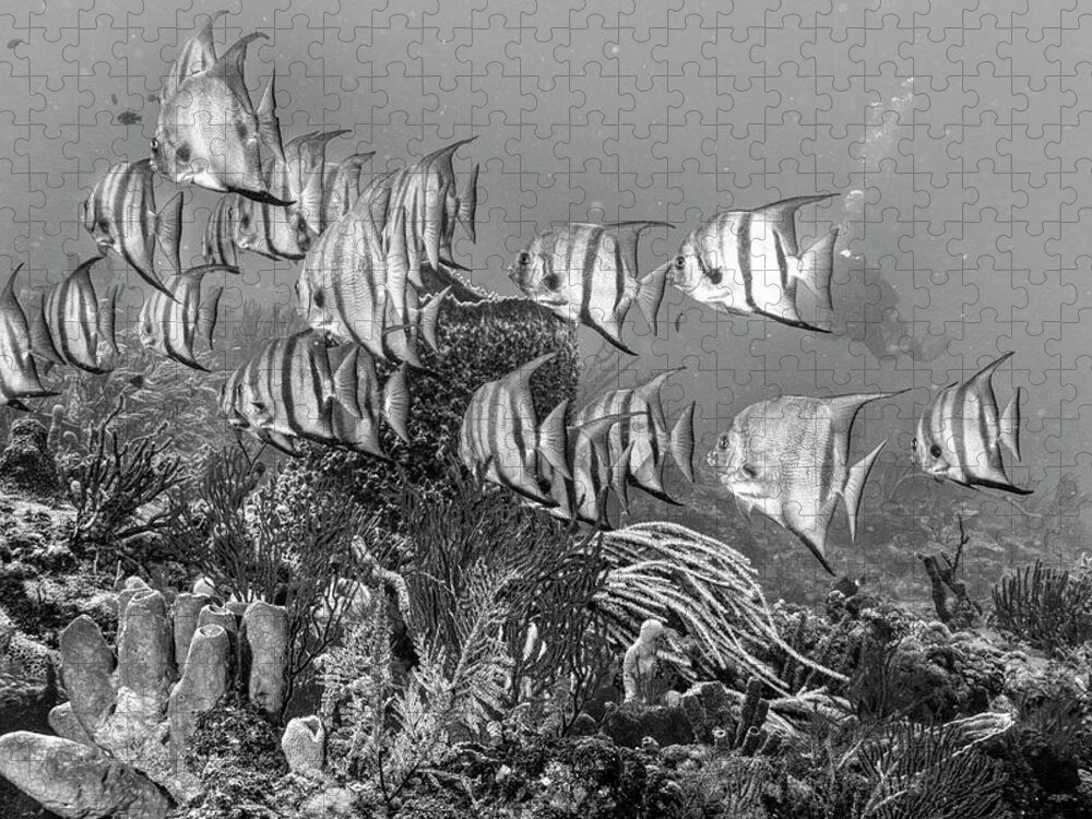 Cove Jigsaw Puzzle featuring the photograph Beautiful Angels on the Reef in Black and White by Debra and Dave Vanderlaan