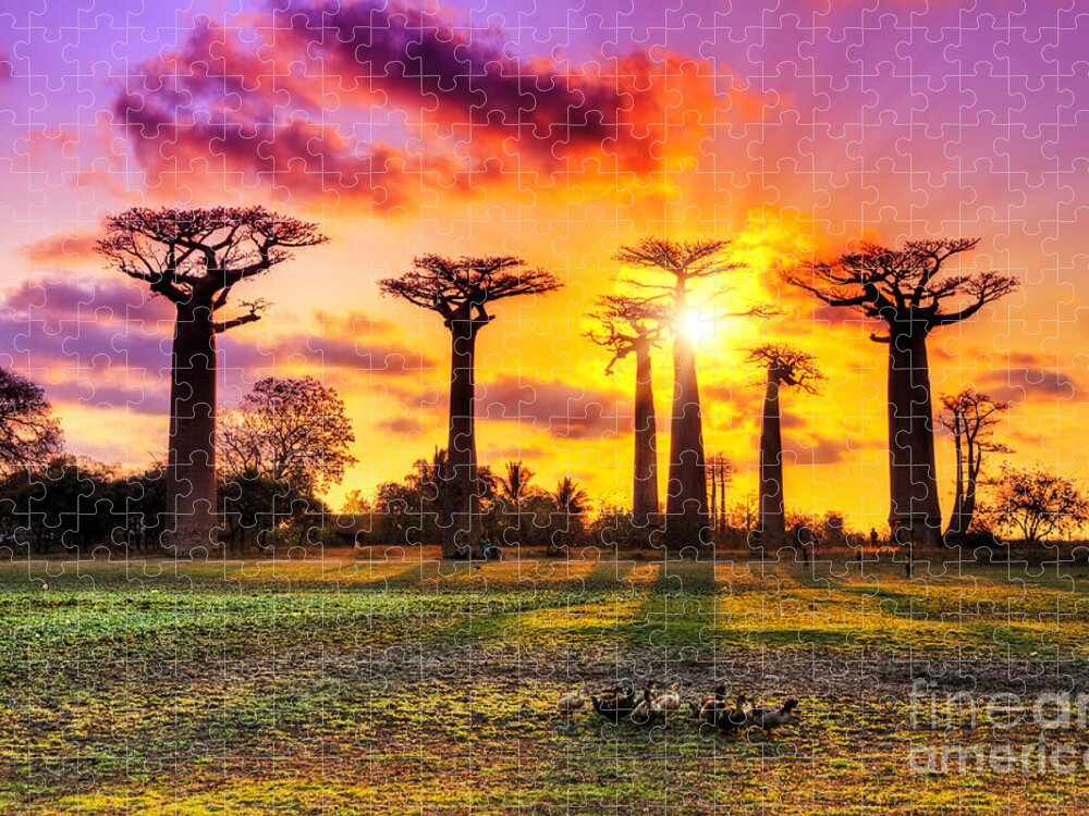 Allee Jigsaw Puzzle featuring the photograph Beautiful Baobab Trees At Sunset by Dennis Van De Water