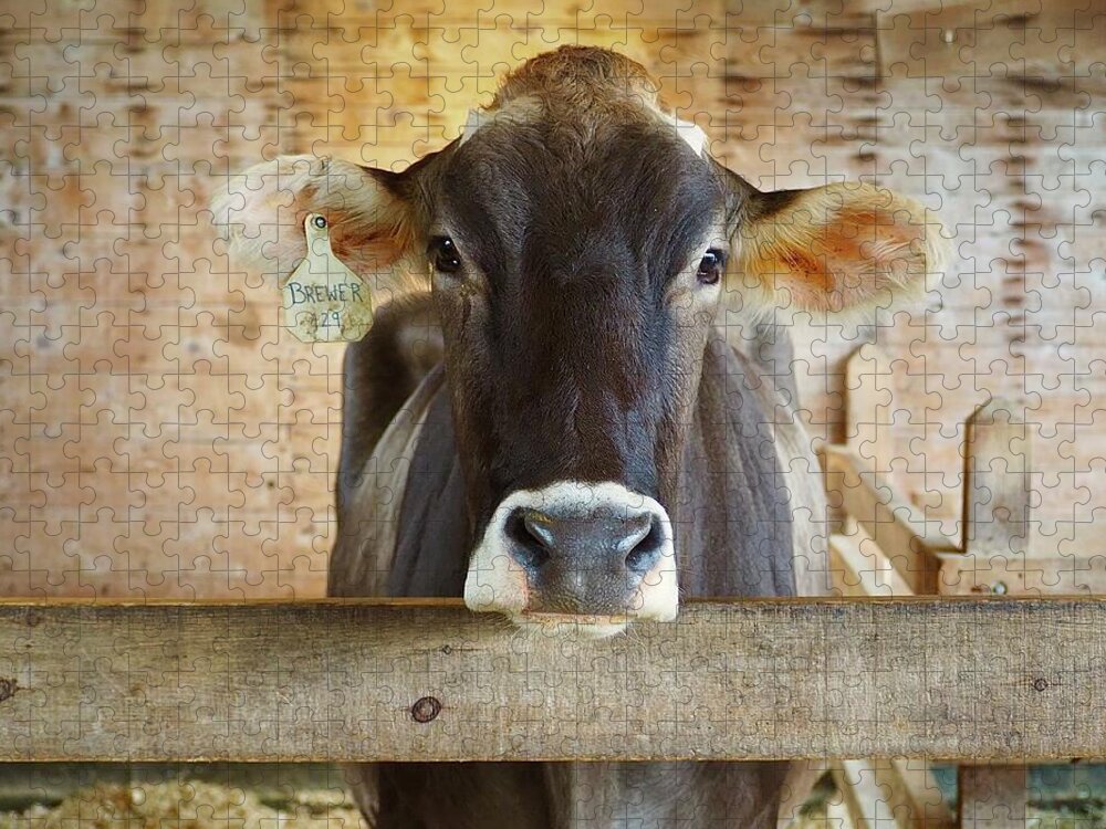 Cow Jigsaw Puzzle featuring the photograph Beautiful Brown Eyes by Alida M Haslett