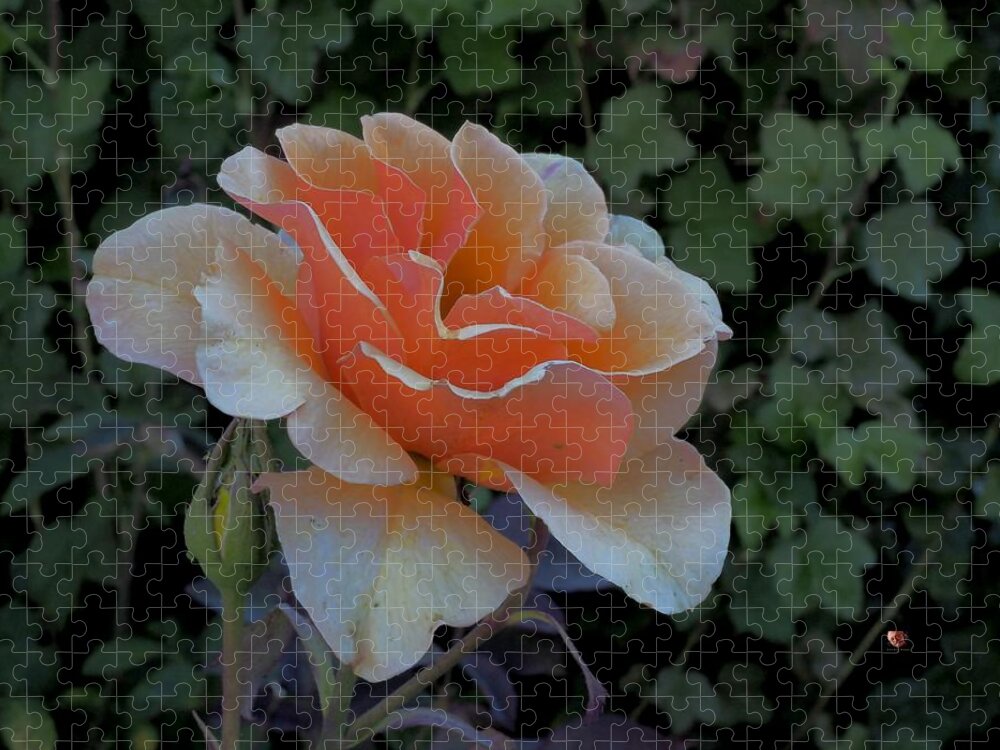 Botanical Jigsaw Puzzle featuring the photograph Beautiful Gold Rose by Richard Thomas
