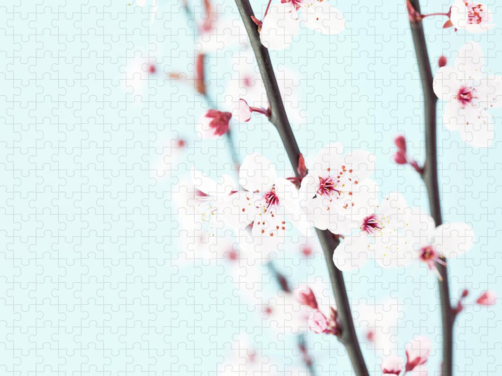Bud Jigsaw Puzzle featuring the photograph Beautiful Sakura Cherry Blossom by Catlane