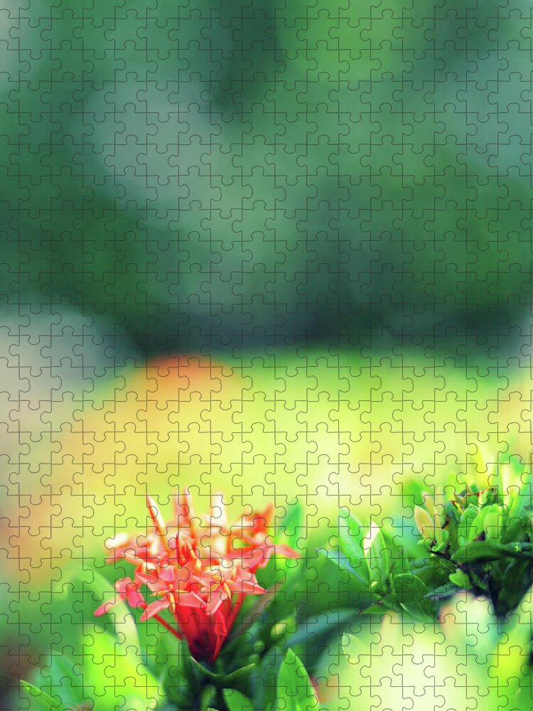 Flowerbed Jigsaw Puzzle featuring the photograph Beautiful Spring Flowers by Primeimages