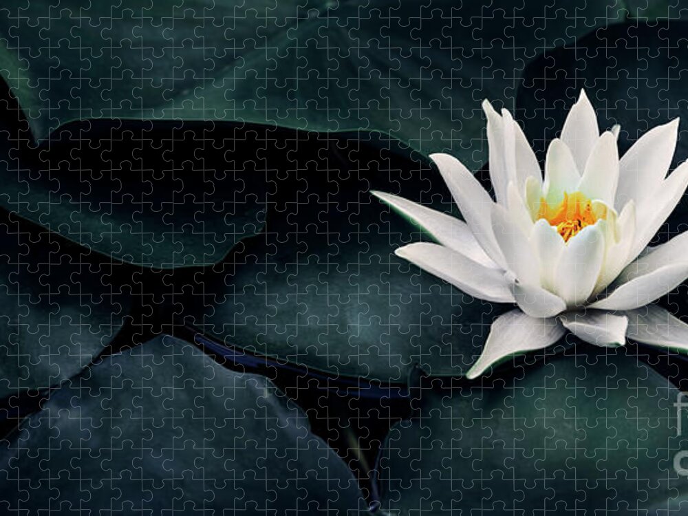 Lotus Jigsaw Puzzle featuring the photograph Beautiful white lotus flower closeup. Exotic water lily flower o by Jelena Jovanovic